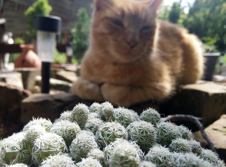 #cat #cactus