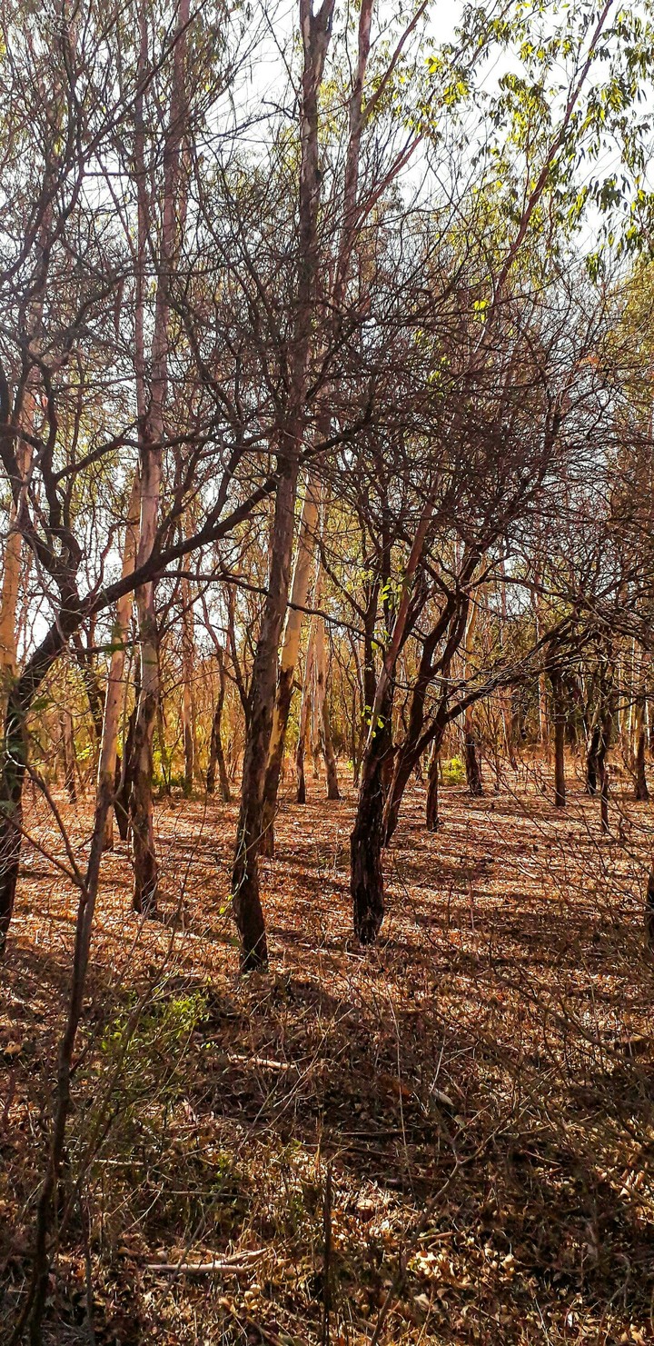 trees