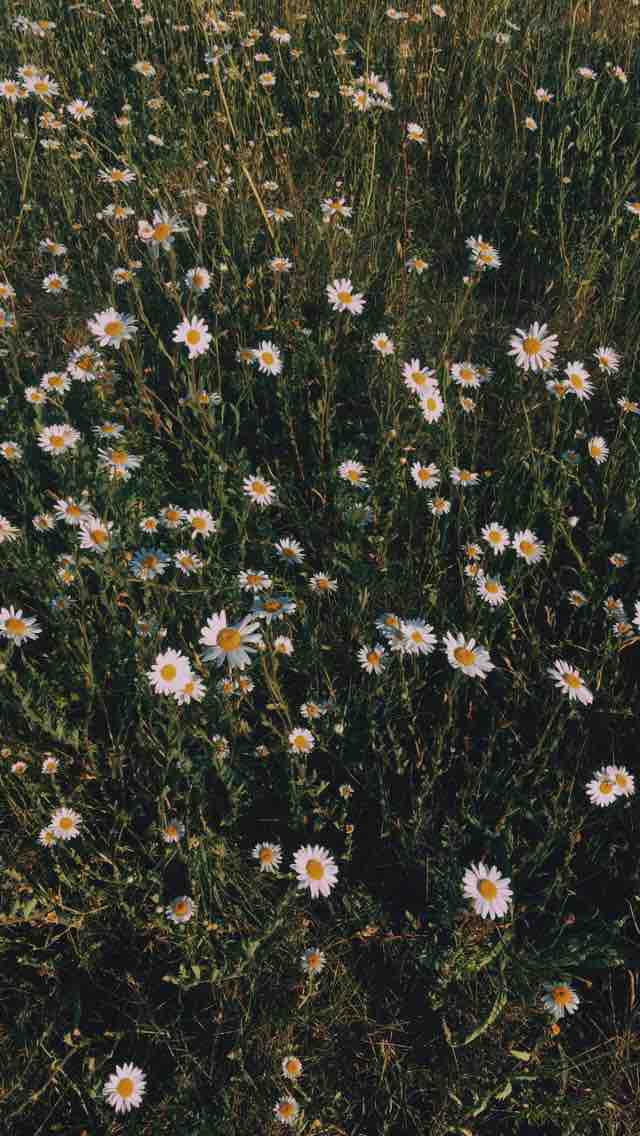 Daisies