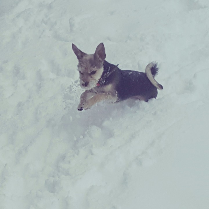 puppy in the snow