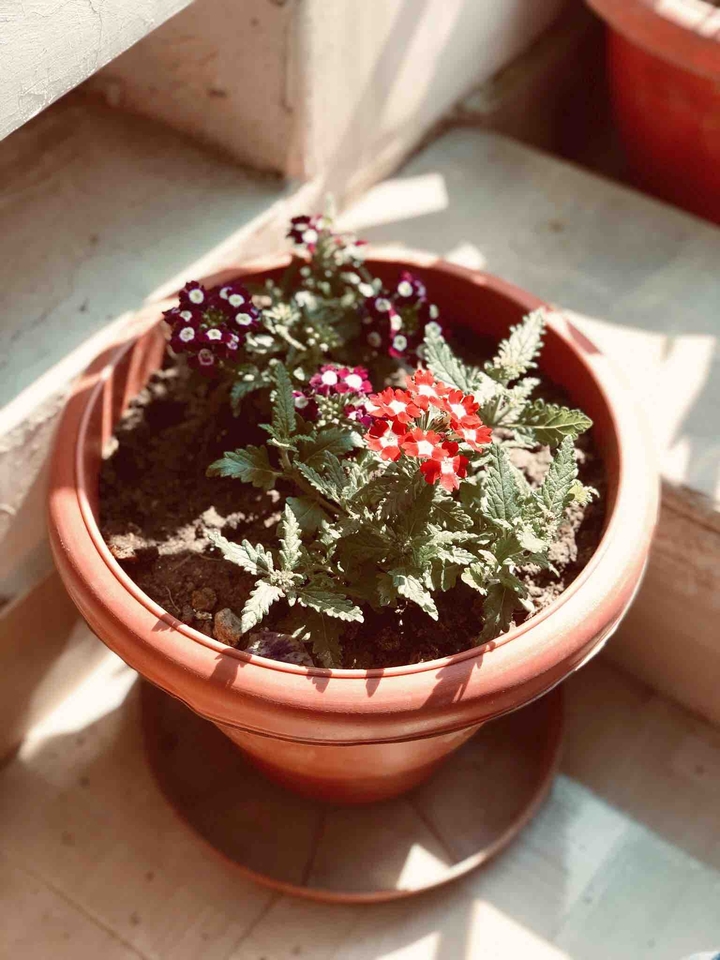 Plant
