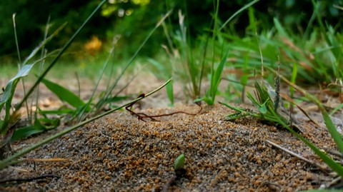 A Bug's Life