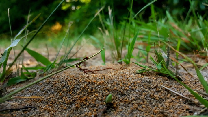 A Bug's Life