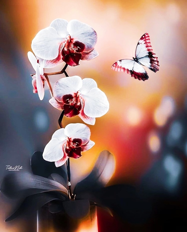 тапети Blossom, spring