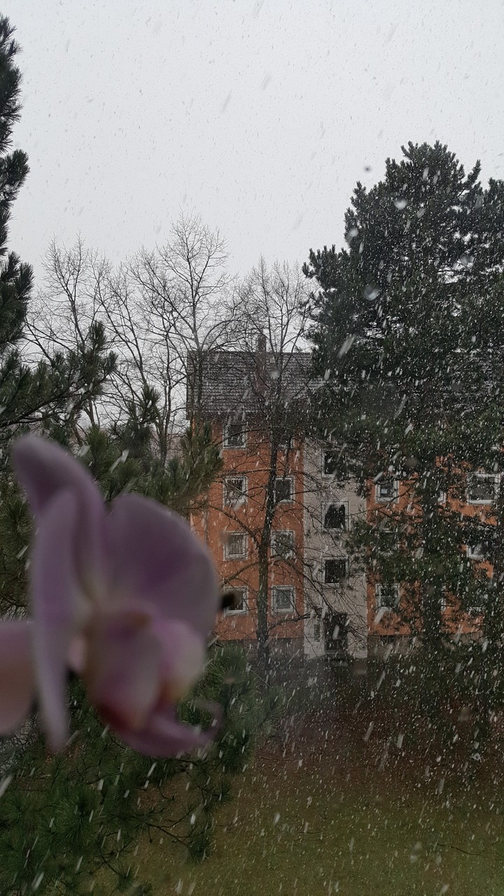 snow 