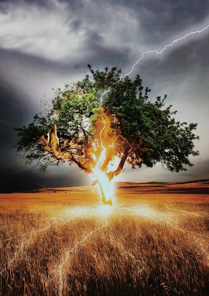 tree