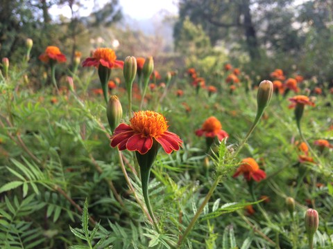 blossomofmygarden_6