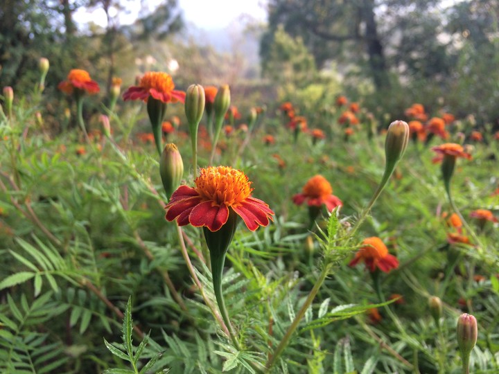 blossomofmygarden_6