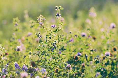 Tiny Purple