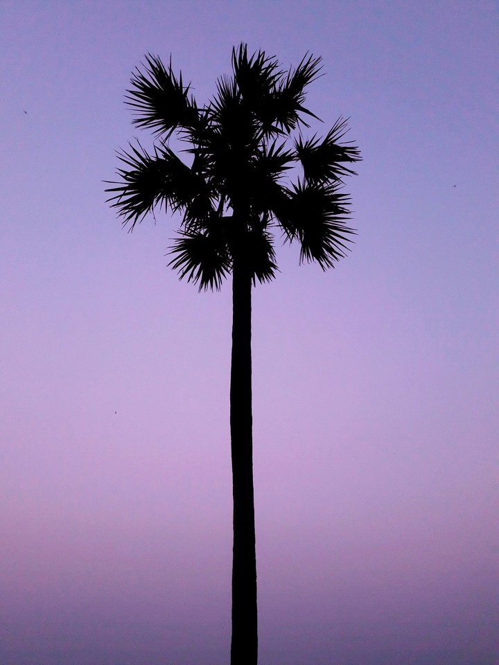 A L O N E  PALM