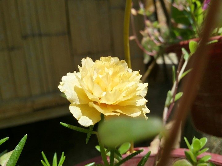 Cute Flower..