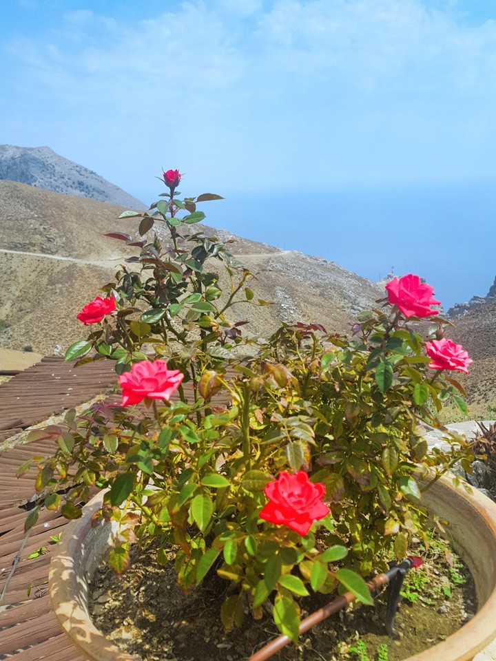 summer, flower, roses, blue, red