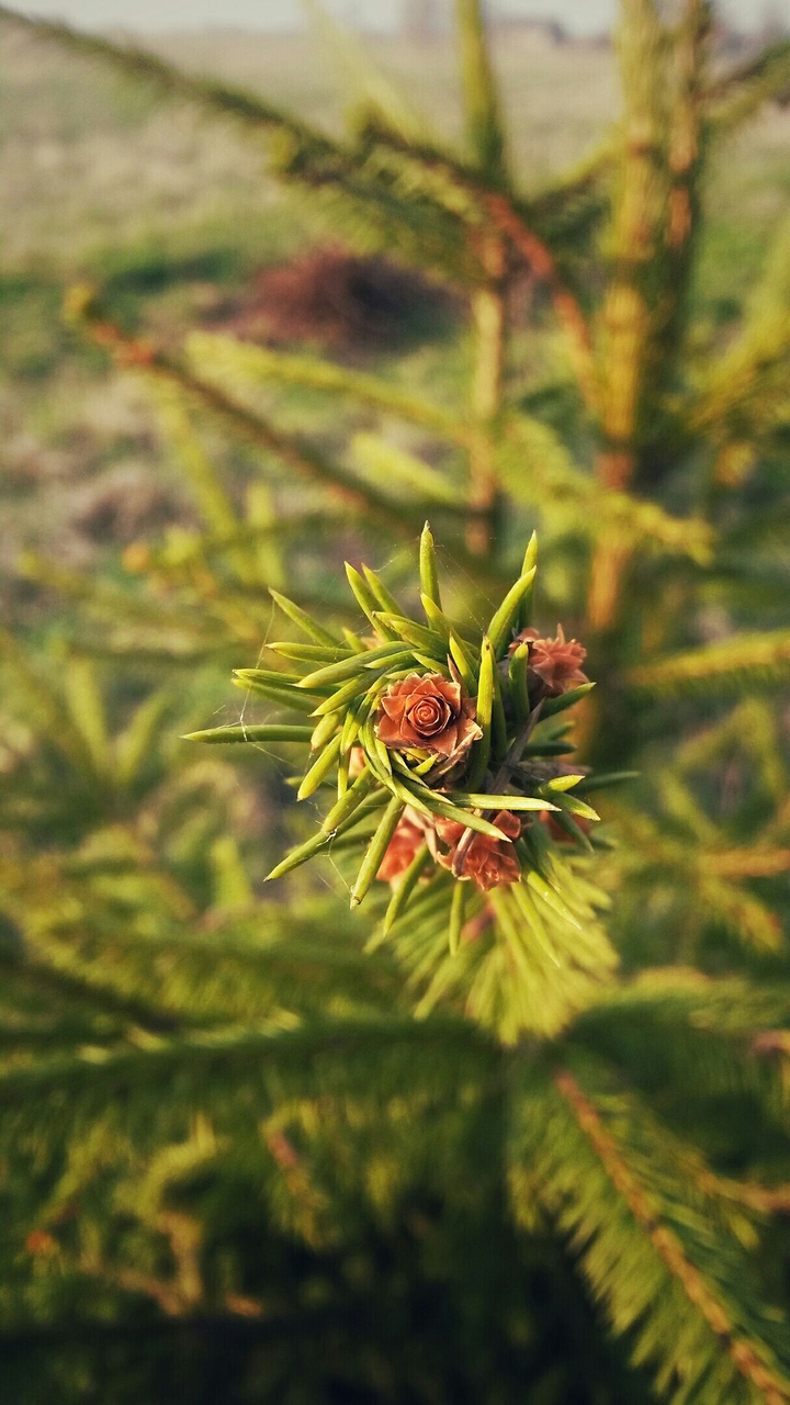 Nice nature