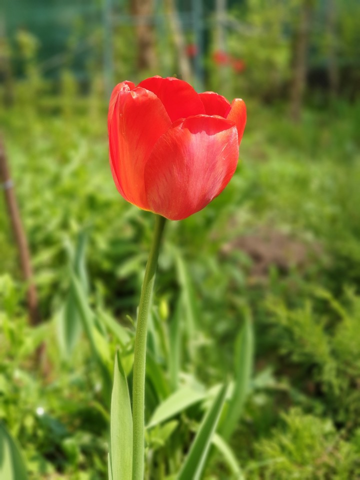 red tulip