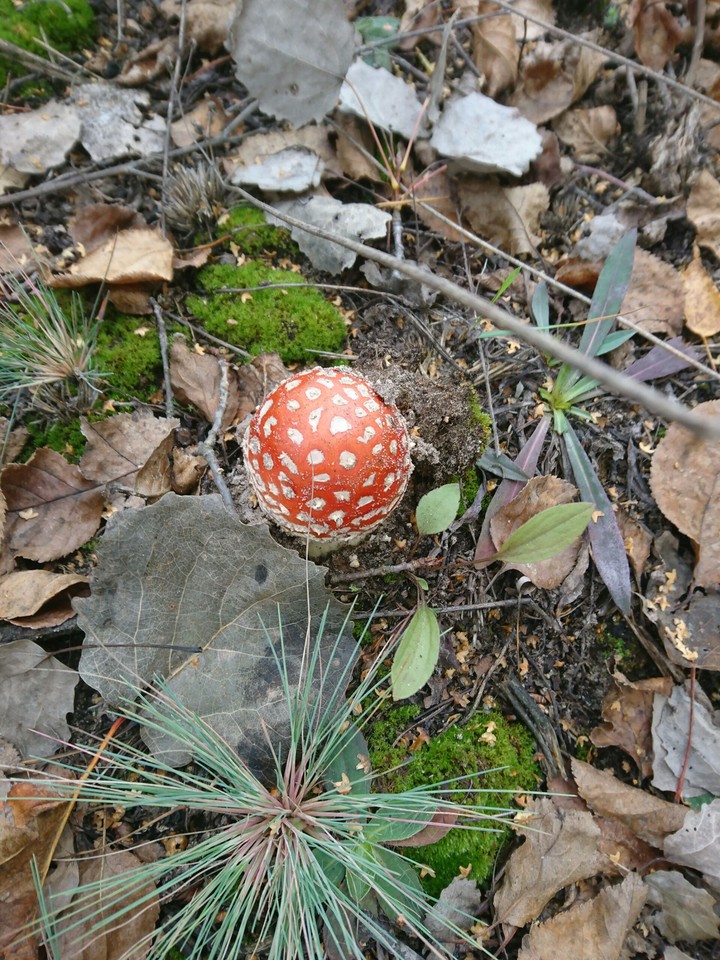 mushroom