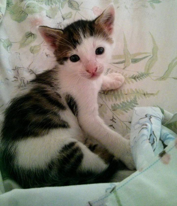 cat and love