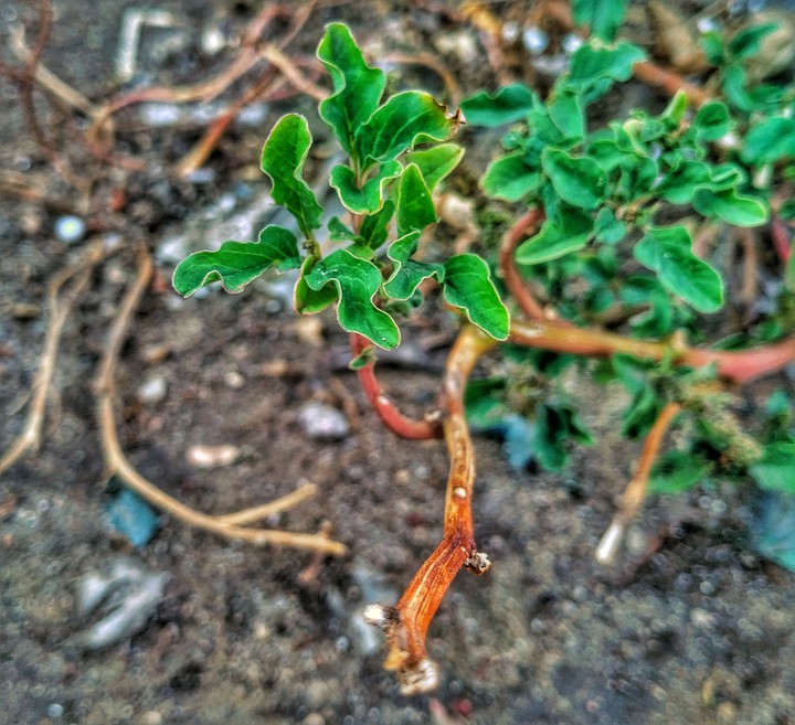 tree
