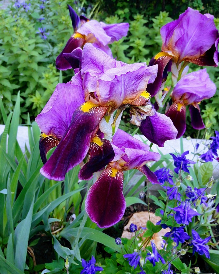 ириски #flowers