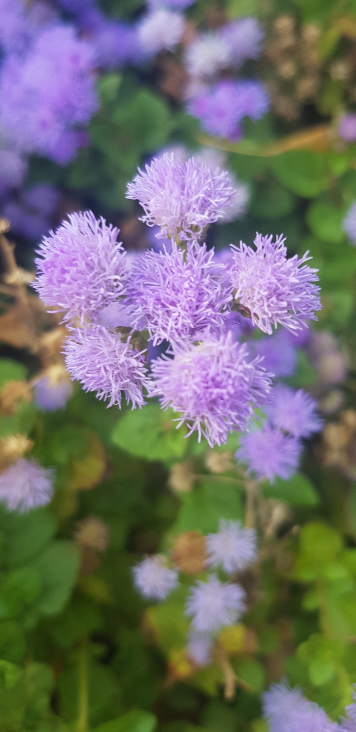purple flower
