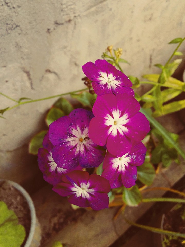 Violet
