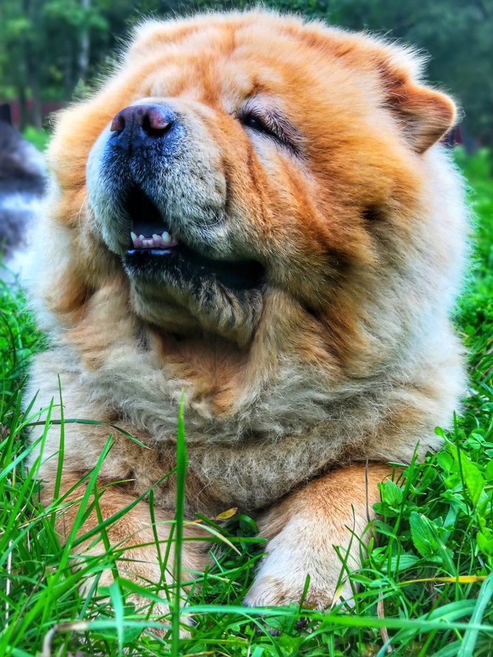 dog