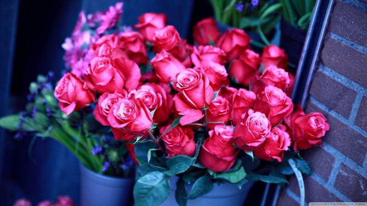 roses