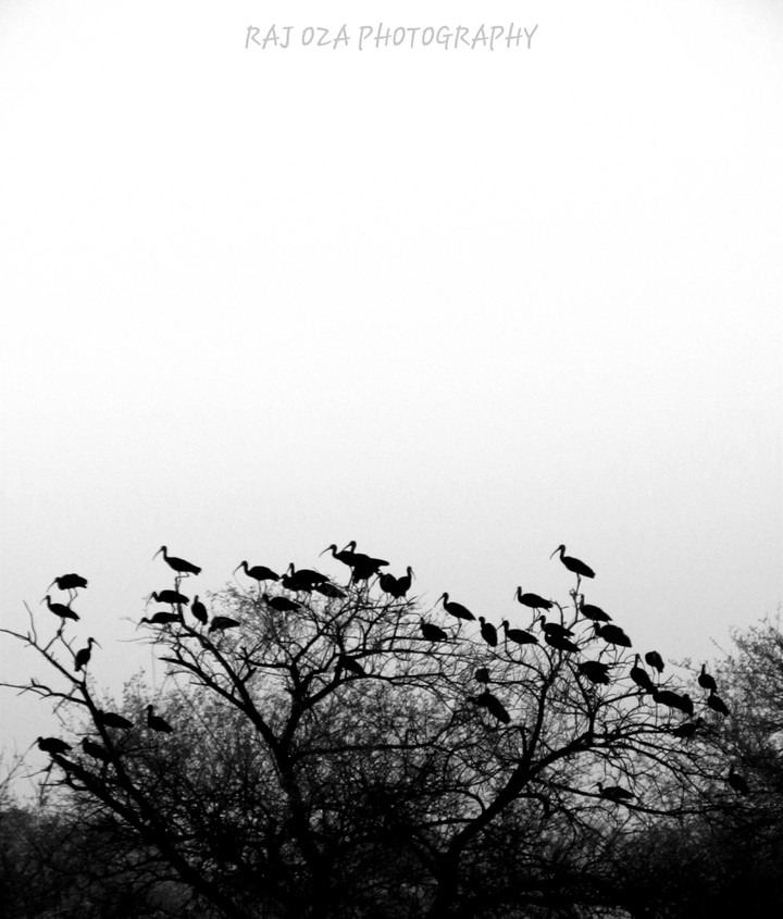 Black & White