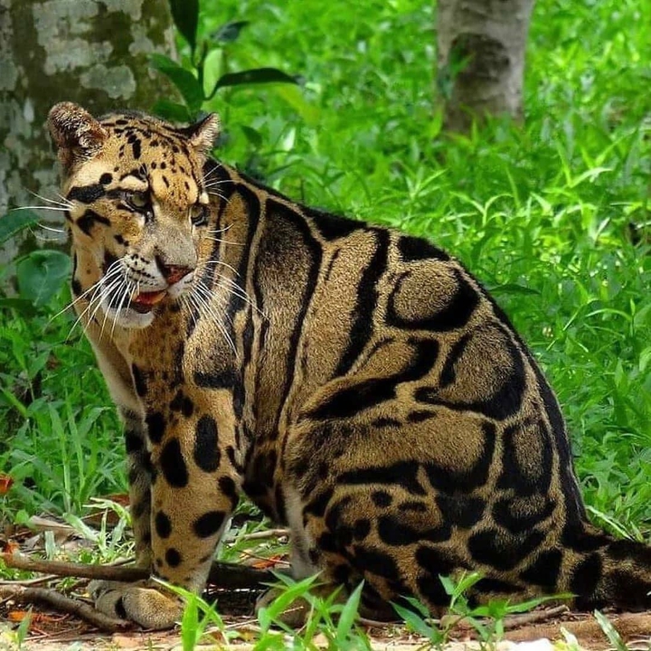 clouded leopard