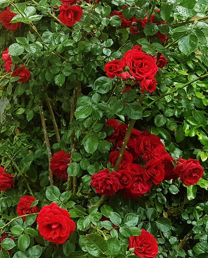 rosal