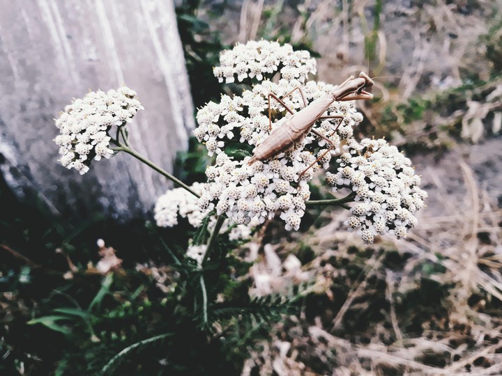 Brown Mantis