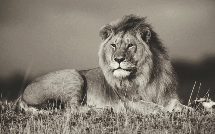lion