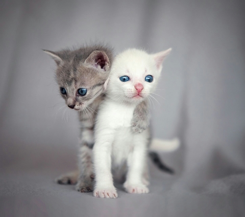 Two cats, Deux chats