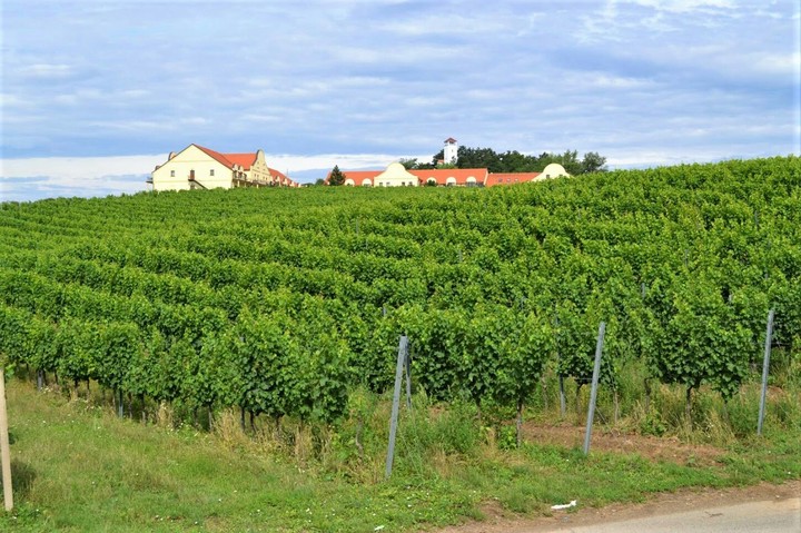 Wine nature