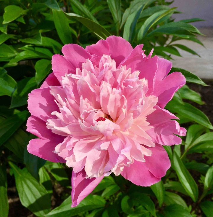 peony