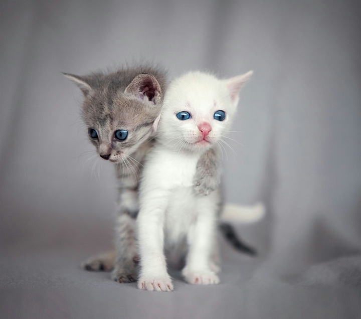 Two cats, Deux chats
