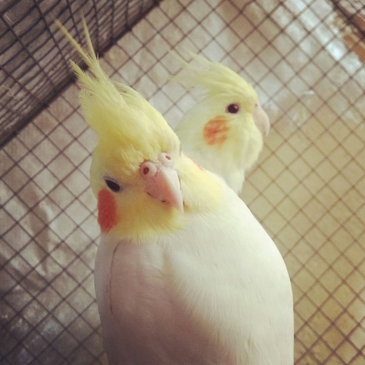 cocktail bird