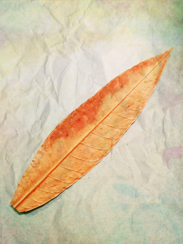 leaf