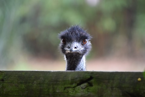bird, 特写镜头壁纸