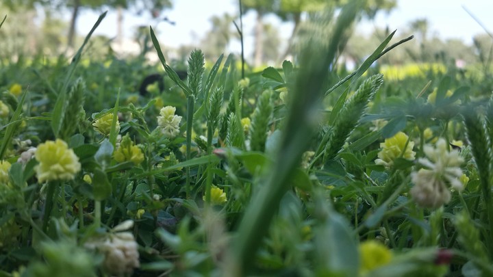 greens