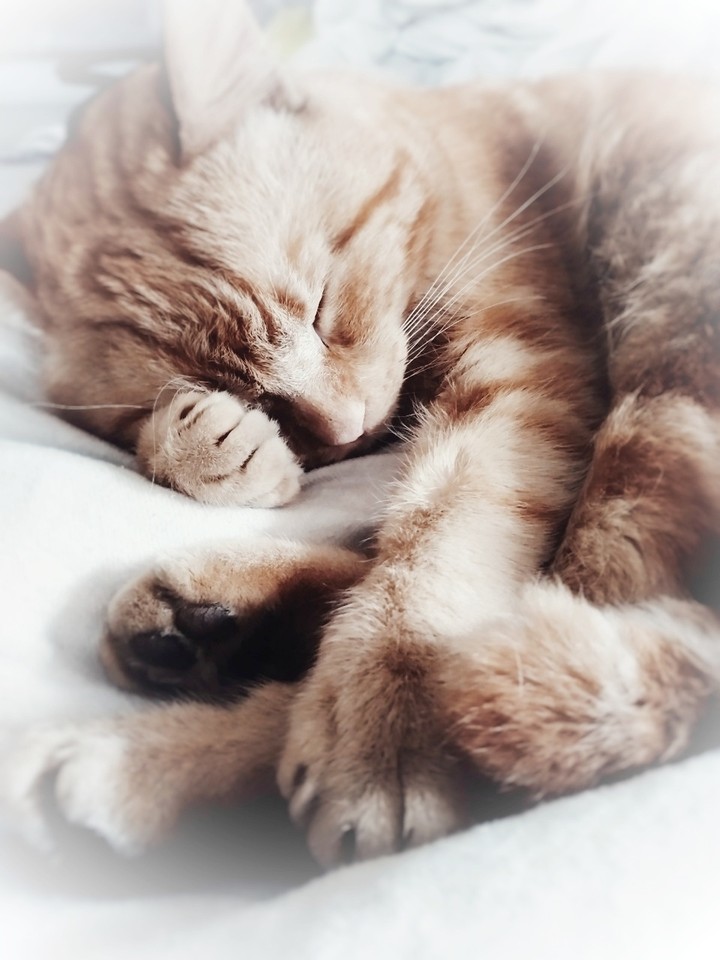 my lovely cat ?