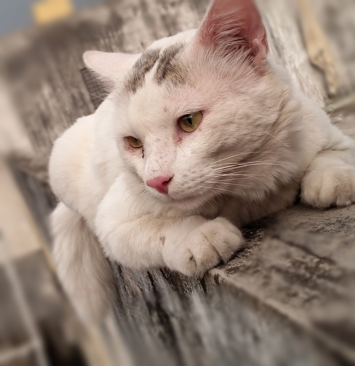Catty ?