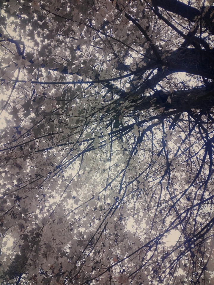 tree in winter