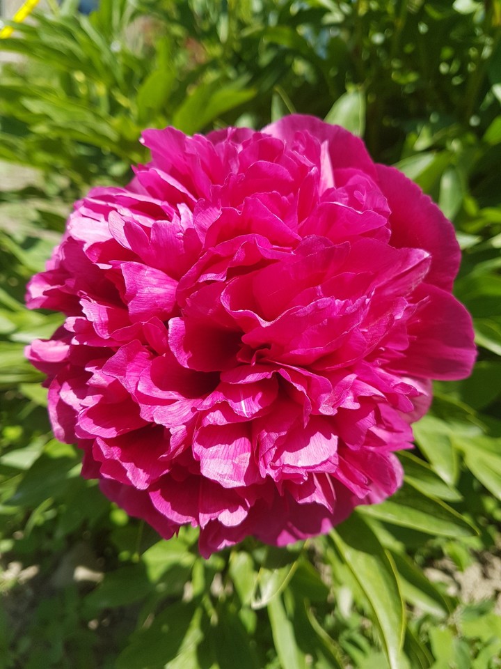 Peony