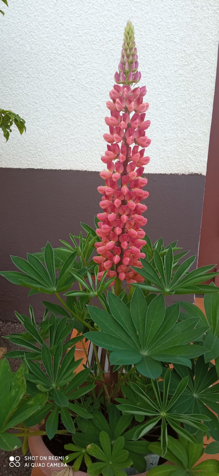 fleure