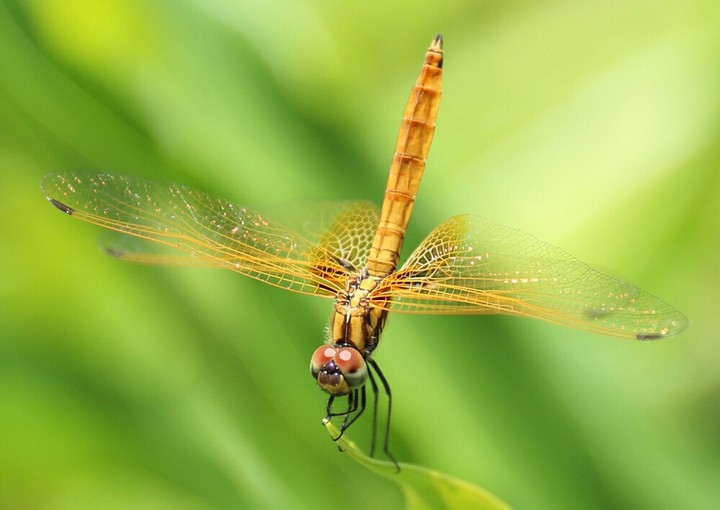 Grasshopper