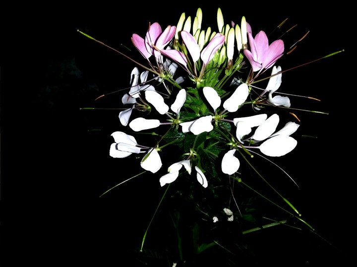 night flower
