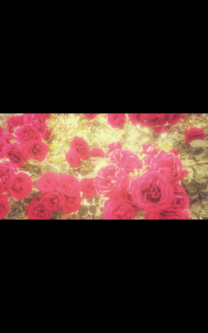 rose
