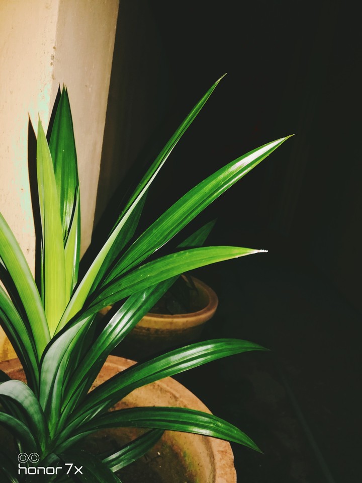 plant
