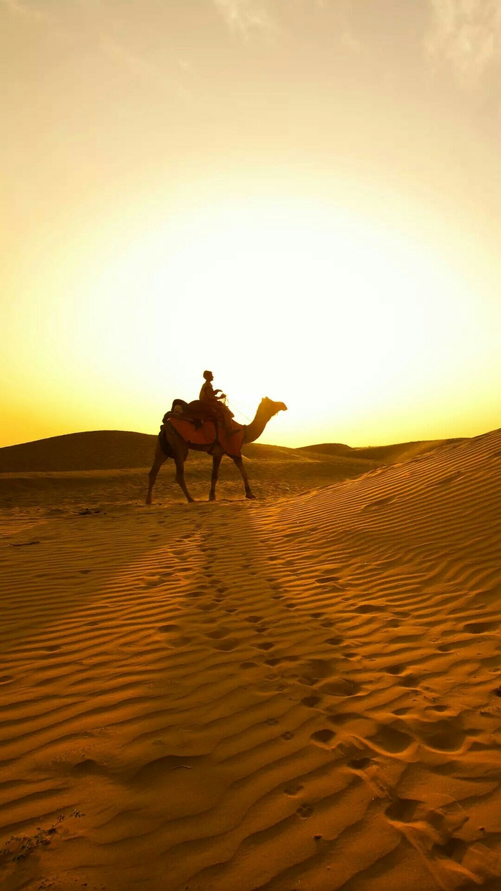 camel in desert
