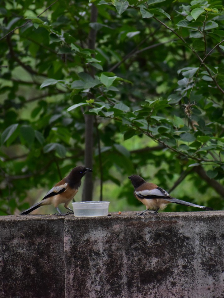 love birdies